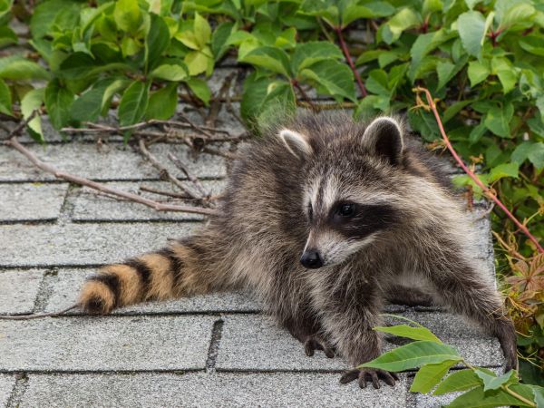Daytona Beach Wildlife Removal