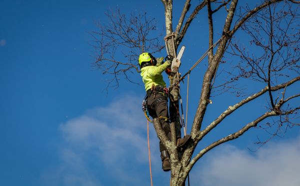Daytona Beach Tree Removal
