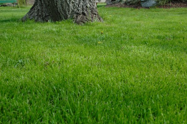 Daytona Beach Lawn Treatment